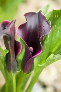 foto,tela,gratis,paisaje,fotografía,idea,Una flor de un cuello negro, Color, Departamento de Taro, , 