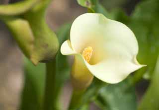 foto,tela,gratis,paisaje,fotografía,idea,Un cuello amarillo, Color, Departamento de Taro, , 