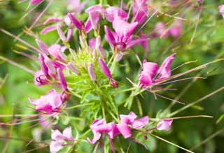 foto,tela,gratis,paisaje,fotografía,idea,Un cleome, Cleome, Cleome spinosa, Flor de spider gigante, Césped de mariposa historia de vaqueros -style