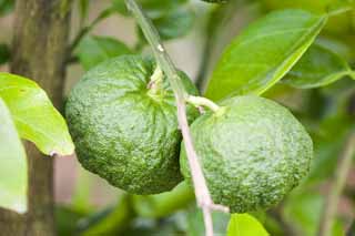 foto,tela,gratis,paisaje,fotografía,idea,Una fruta joven de cidra, Mandarín naranja, Frutas cítricas, CKitsu, Cidra