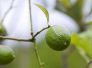 foto,tela,gratis,paisaje,fotografía,idea,La belleza joven de un limón, Limón, , , Fruta