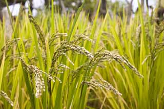 foto,tela,gratis,paisaje,fotografía,idea,Una cosecha del arroz, Arroz, , U.S.A.., 