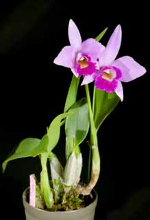 foto,tela,gratis,paisaje,fotografía,idea,Una planta en maceta de cattleya, Cattleya, , Orquídea, 