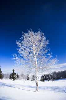 foto,tela,gratis,paisaje,fotografía,idea,La escarcha sobre árboles y un cielo azul, Cielo azul, La escarcha sobre árboles, Campo cubierto de nieve, Abedul blanco