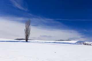 Foto, materieel, vrij, landschap, schilderstuk, bevoorraden foto,Een snowy veld, Besneeuwd veld, Berg, Boom, Blauwe lucht