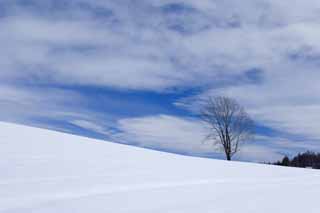 foto,tela,gratis,paisaje,fotografía,idea,Un campo cubierto de nieve, Campo cubierto de nieve, Montaña, Árbol, Cielo azul