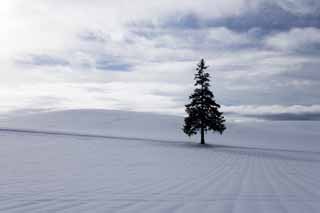 foto,tela,gratis,paisaje,fotografía,idea,Un campo cubierto de nieve de un árbol de Navidad, Campo cubierto de nieve, Nube, Árbol, Cielo azul