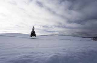 foto,tela,gratis,paisaje,fotografía,idea,Un campo cubierto de nieve de un árbol de Navidad, Campo cubierto de nieve, Nube, Árbol, Cielo azul