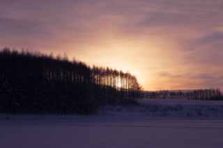 foto,tela,gratis,paisaje,fotografía,idea,Anochecer de un campo cubierto de nieve, Campo cubierto de nieve, Nube, Árbol, El sol