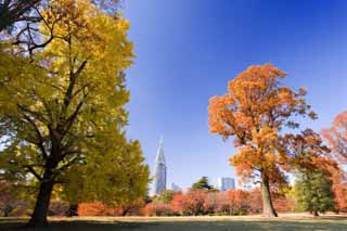 foto,tela,gratis,paisaje,fotografía,idea,Shinjuku imperial parque público de hojas de color, Edificio alto, Ginkgo, , Cielo azul