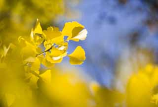 foto,tela,gratis,paisaje,fotografía,idea,Amarillo de un ginkgo, Ginkgo, , , Cielo azul