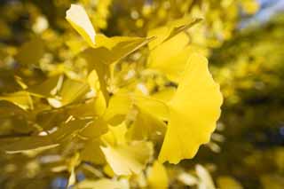 foto,tela,gratis,paisaje,fotografía,idea,Amarillo de un ginkgo, Ginkgo, , , Cielo azul