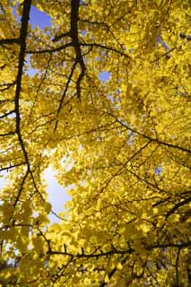 foto,tela,gratis,paisaje,fotografía,idea,Amarillo de un ginkgo, Ginkgo, , , Cielo azul