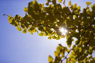 foto,tela,gratis,paisaje,fotografía,idea,Amarillo de un ginkgo, Ginkgo, , , Cielo azul