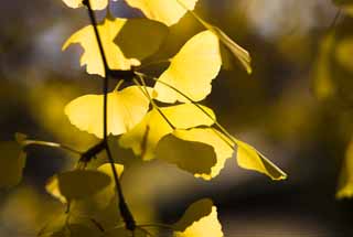 foto,tela,gratis,paisaje,fotografía,idea,Amarillo de un ginkgo, Ginkgo, , , Cielo azul