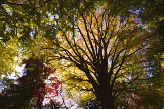 foto,tela,gratis,paisaje,fotografía,idea,Amarillo de un ginkgo, Ginkgo, , , Cielo azul