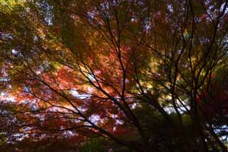 foto,tela,gratis,paisaje,fotografía,idea,? de arce es el rojo hondo, Arce, Rojo, Rama, Póngase amarillo