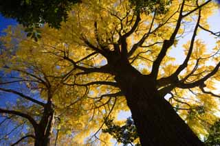 foto,tela,gratis,paisaje,fotografía,idea,Amarillo de un ginkgo, Ginkgo, , , Cielo azul