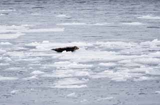 foto,tela,gratis,paisaje,fotografía,idea,La foca que se plop a hielo de ventisquero, Los moretones lo hacen, Hielo, Hielo de ventisquero, El mar