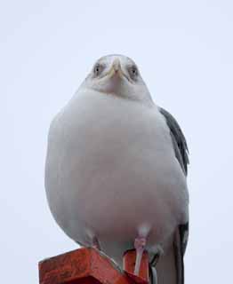 foto,tela,gratis,paisaje,fotografía,idea,Una mirada de una gaviota, Gaviota, , , Pluma