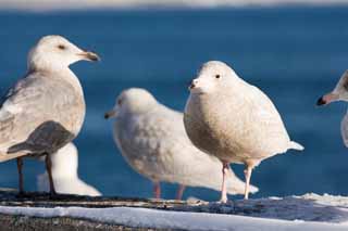 foto,tela,gratis,paisaje,fotografía,idea,Mañana de una gaviota, Gaviota, , , Pluma