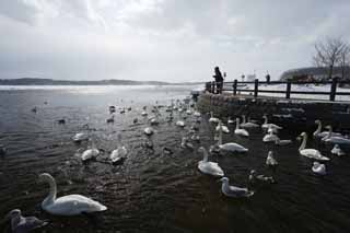 foto,tela,gratis,paisaje,fotografía,idea,Parque de cisne en lago de Tohfutsu, Cisne, Gaviota, Hutus de dedo del pie de lago, 