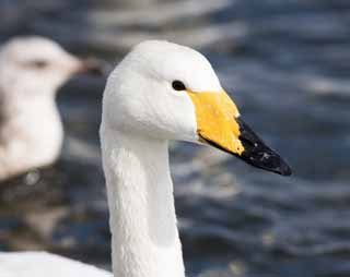 foto,tela,gratis,paisaje,fotografía,idea,Un cisne de whooper, Cisne, Cisne de whooper, Hutus de dedo del pie de lago, Mariposa para el vómito