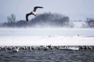 foto,tela,gratis,paisaje,fotografía,idea,Invierno de lago de Tohfutsu, Cisne, Gaviota, Hutus de dedo del pie de lago, Está nevoso