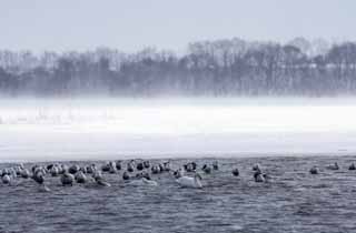 foto,tela,gratis,paisaje,fotografía,idea,Invierno de lago de Tohfutsu, Cisne, Gaviota, Hutus de dedo del pie de lago, Está nevoso