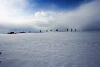 foto,tela,gratis,paisaje,fotografía,idea,Una colina de un cuento de hadas, Árbol, Campo cubierto de nieve, Cielo azul, Nube