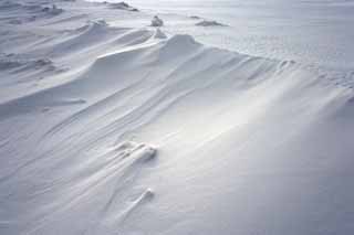 foto,tela,gratis,paisaje,fotografía,idea,Un viento nevoso - el modelo forjado sobre las arenas, Dibujo viento - forjado sobre las arenas, Campo cubierto de nieve, Viento, 