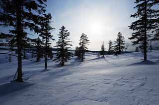 foto,tela,gratis,paisaje,fotografía,idea,Árboles de un campo cubierto de nieve, Campo cubierto de nieve, Conífera, El sol, Estoy frío