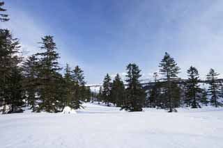 foto,tela,gratis,paisaje,fotografía,idea,Árboles de un campo cubierto de nieve, Campo cubierto de nieve, Conífera, El sol, Estoy frío