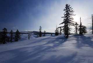 foto,tela,gratis,paisaje,fotografía,idea,Árboles de un campo cubierto de nieve, Campo cubierto de nieve, Conífera, El sol, Estoy frío