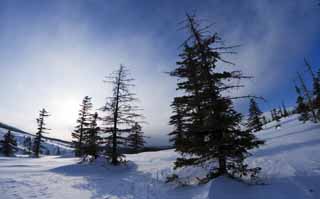 foto,tela,gratis,paisaje,fotografía,idea,Árboles de un campo cubierto de nieve, Campo cubierto de nieve, Conífera, El sol, Estoy frío