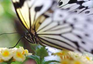 foto,tela,gratis,paisaje,fotografía,idea,Belleza de una mariposa, Mariposa, , , Flor