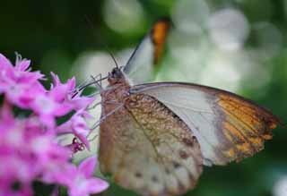 foto,tela,gratis,paisaje,fotografía,idea,Una comida de una mariposa, Mariposa, , , Flor