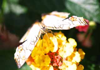 foto,tela,gratis,paisaje,fotografía,idea,Una comida de una mariposa, Mariposa, , , Flor