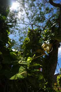 foto,tela,gratis,paisaje,fotografía,idea,Hiedra de selva - arum, La selva, Hoja, Árbol, Isla de sur