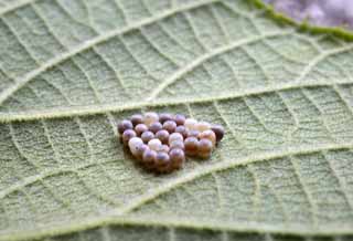 photo,material,free,landscape,picture,stock photo,Creative Commons,An egg of a moth, An egg, newly-hatched silkworm, moth, 