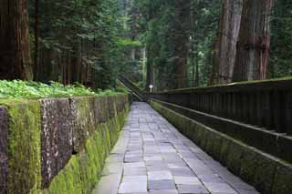 foto,tela,gratis,paisaje,fotografía,idea,Un pavimento de piedra de Tosho - Shrine de gu, Moss, Cedro, Ishigaki, Pavimento de piedra