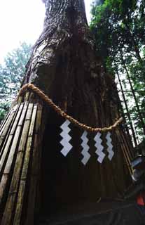 foto,tela,gratis,paisaje,fotografía,idea,Cedro de Kano de Tosho - Shrine de gu, Cedro, Seno, Jáctese, Guirnalda de paja sintoísta