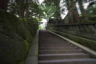 foto,tela,gratis,paisaje,fotografía,idea,Una escalera de piedra de Tosho - Shrine de gu, Escalera de piedra, Escaleras, Torii, Cedro