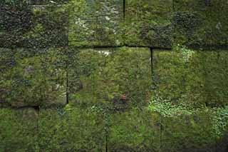 foto,tela,gratis,paisaje,fotografía,idea,Ishigaki de Tosho - Shrine de gu, Ishigaki, Moss, , 