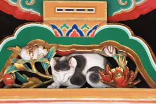 foto,tela,gratis,paisaje,fotografía,idea,Un gato de sueño de Tosho - Shrine de gu, Gato de sueño, Herencia de mundo, Jingoro Hidari, Tallado en madera