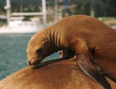 foto,tela,gratis,paisaje,fotografía,idea,Estoy durmiendo la siesta, Sealion, Mar, , 