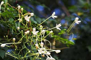 foto,tela,gratis,paisaje,fotografía,idea,Una flor blanca de Ayutthaya, Flor blanca, Fragancia, Árbol, 