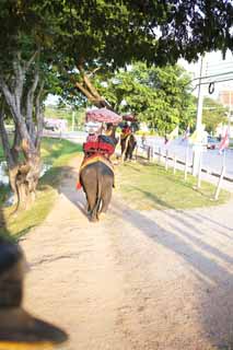 foto,tela,gratis,paisaje,fotografía,idea,Pasajero de - de elefante de un bream de mar, Un elefante, , , Sombrilla