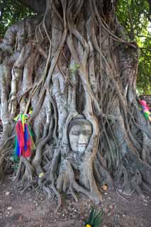 foto,tela,gratis,paisaje,fotografía,idea,Un cerebro de Wat Phra Mahathat de Buddha, La herencia cultural de mundo, Buddhism, Cerebro de Buddha, Sobras de Ayutthaya