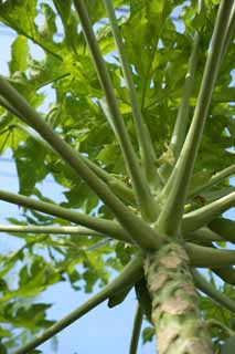 foto,tela,gratis,paisaje,fotografía,idea,Una flor de una papaya, Flor, Papaya, Tropical, Planta tropical